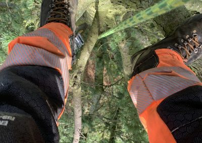 middlemore-tree-surgery