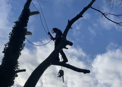 middlemore-tree-surgery