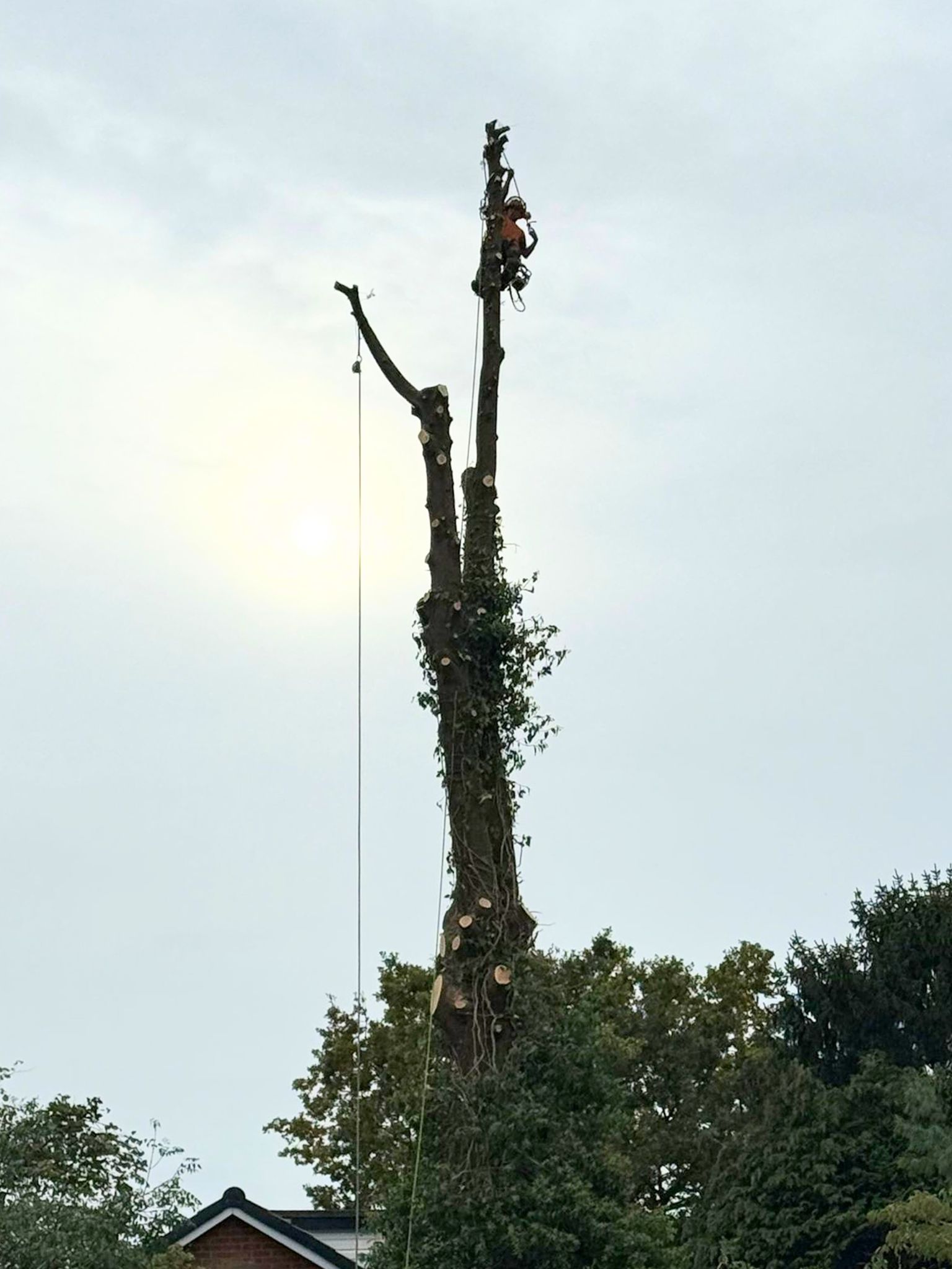 domestic tree surgery
