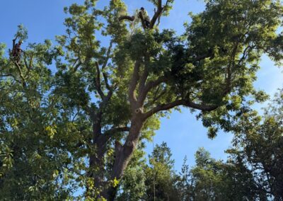 Tree surgeon climbing in the crown of a large tree against blue sky