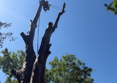 Climber dismantling a dead tree against a blue sky