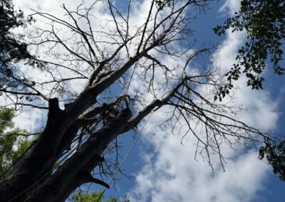 Large dead tree ready for removal
