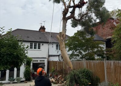 Climber working high in a tree beside a house