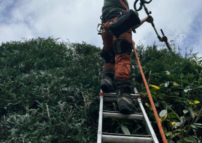 Hedge cutting at height from a ladder