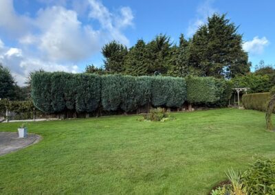 Neatly cut and shaped conifer hedge on a large lawn