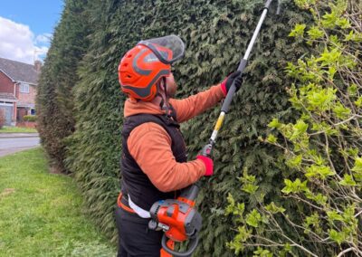 Middlemore Tree Surgery team member trimming a tall hedge with a pole hedge trimmer