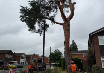 Team clearing brash below a pine tree on a residential corner