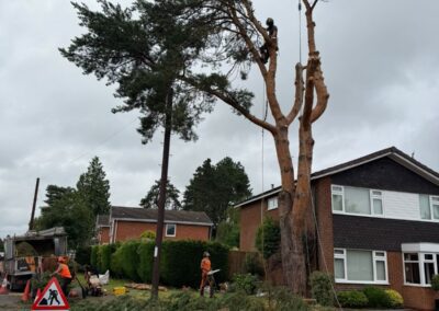 Pine tree being reduced in front of houses