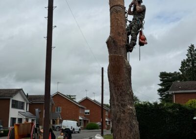 Tree surgeon taking down a pine trunk in sections