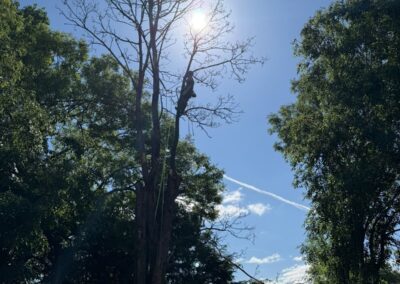 Tall dead tree being assessed for removal