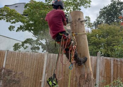 Tree surgeon climbing and dismantling a tree trunk in a residential garden