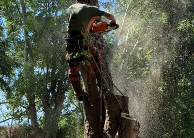 Tree surgeon cutting a trunk in sections with a chainsaw