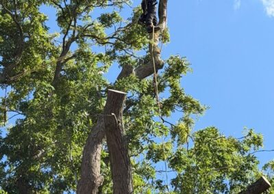 Climber working at height in a large tree